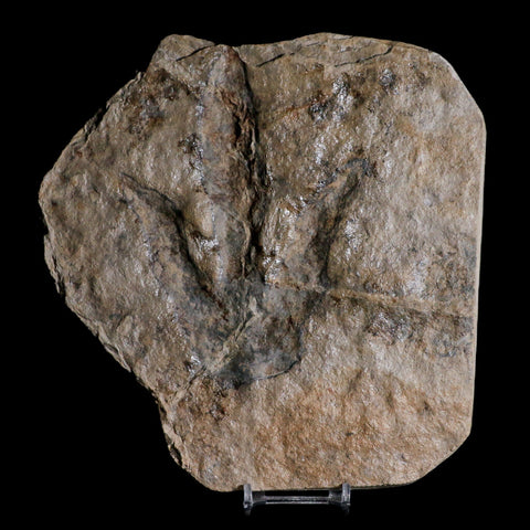 5.4" Grallator Variabilis Dinosaurs Tracks Foot Prints Jurassic Age France COA, Stand - Fossil Age Minerals