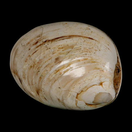 2.9" Clam Fossil Polished Jurassic Madagascar Bivalve Mollusk 150 Million Years Old