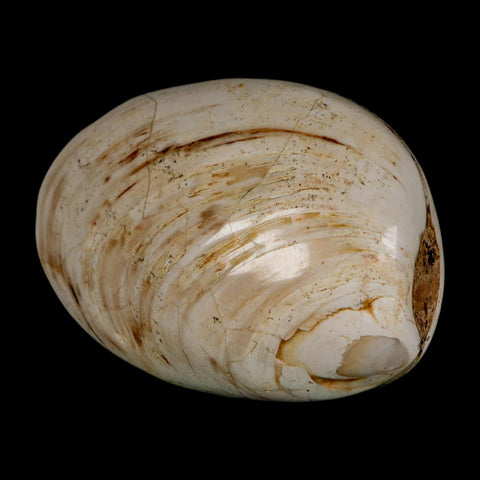 2.9" Clam Fossil Polished Jurassic Madagascar Bivalve Mollusk 150 Million Years Old - Fossil Age Minerals
