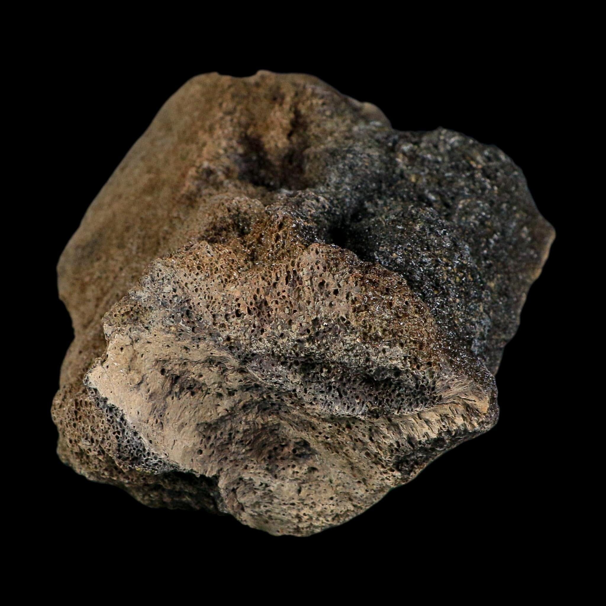5.7" Hadrosaur Dinosaur Fossil Vertebrae Bone Judith River Formation Montana COA