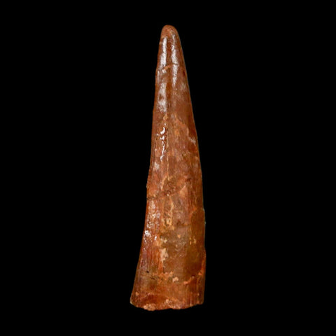 1.5" Pterosaur Coloborhynchus Fossil Tooth Upper Cretaceous Morocco COA & Display - Fossil Age Minerals