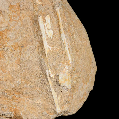 XL 9" Pterosaur Tethydraco Regalis Fossil Bones Upper Cretaceous Morocco Stand - Fossil Age Minerals
