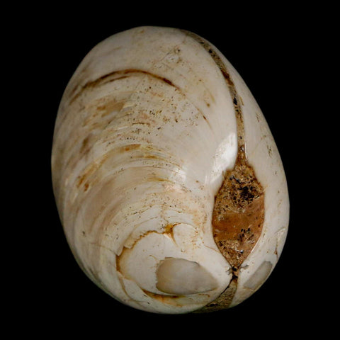 2.9" Clam Fossil Polished Jurassic Madagascar Bivalve Mollusk 150 Million Years Old - Fossil Age Minerals