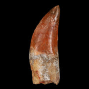 3" Carcharodontosaurus Fossil Tooth Cretaceous Theropod Dinosaur Stand, COA