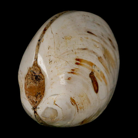 2.9" Clam Fossil Polished Jurassic Madagascar Bivalve Mollusk 150 Million Years Old - Fossil Age Minerals