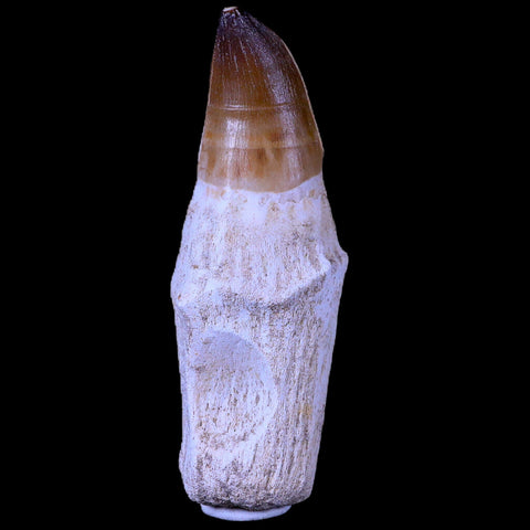 XL 4.5" Mosasaur Prognathodon Fossil Tooth Rooted Cretaceous Dinosaur Era COA - Fossil Age Minerals