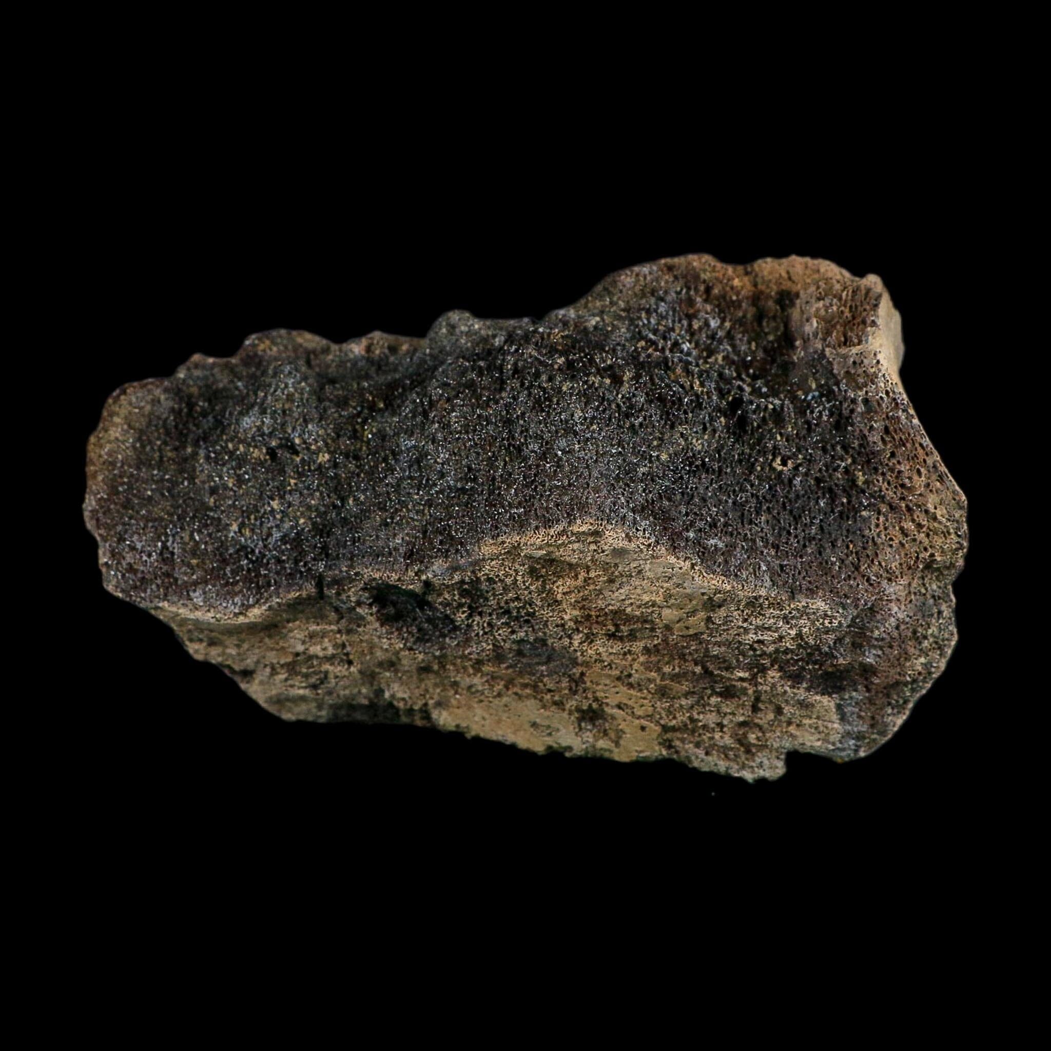 5.7" Hadrosaur Dinosaur Fossil Vertebrae Bone Judith River Formation Montana COA