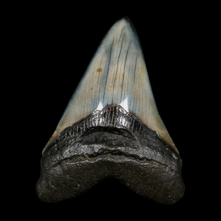 XL 4.2" Quality Megalodon Shark Tooth Fossil Natural Miocene Age COA