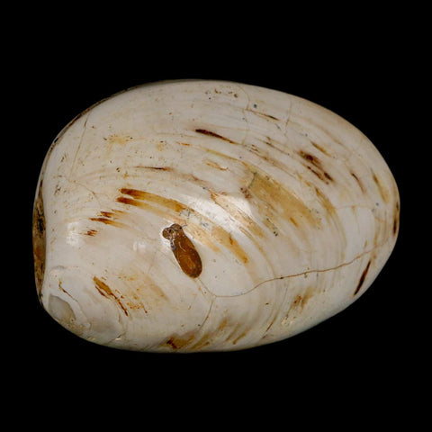 2.9" Clam Fossil Polished Jurassic Madagascar Bivalve Mollusk 150 Million Years Old - Fossil Age Minerals