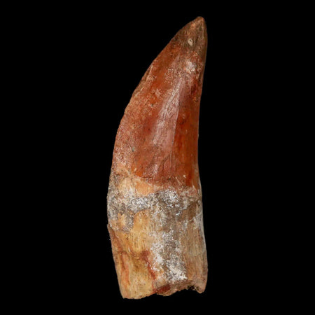 3" Carcharodontosaurus Fossil Tooth Cretaceous Theropod Dinosaur Stand, COA