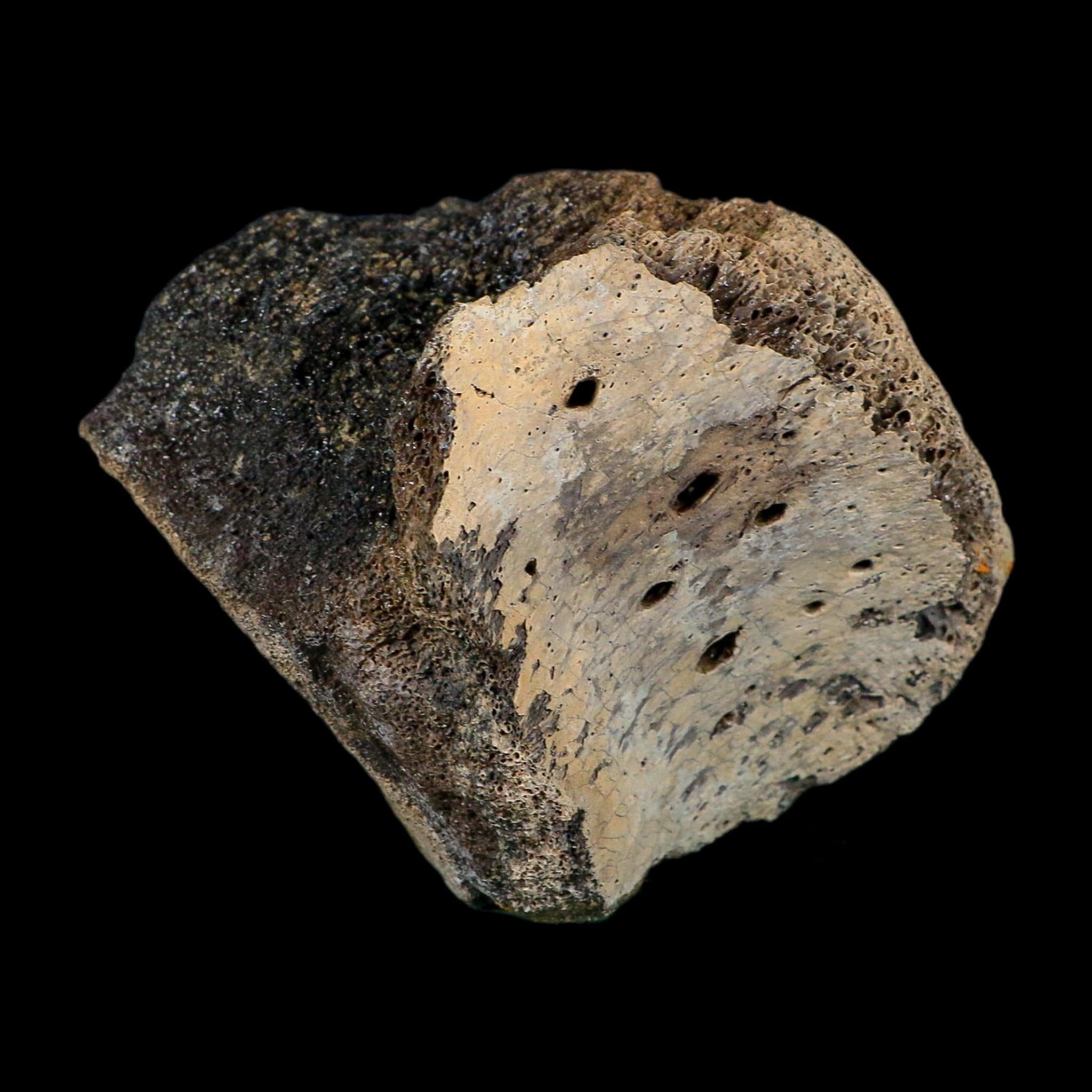 5.7" Hadrosaur Dinosaur Fossil Vertebrae Bone Judith River Formation Montana COA