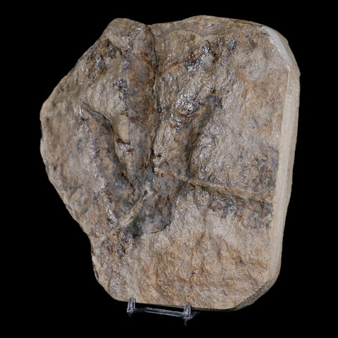 5.4" Grallator Variabilis Dinosaurs Tracks Foot Prints Jurassic Age France COA, Stand - Fossil Age Minerals