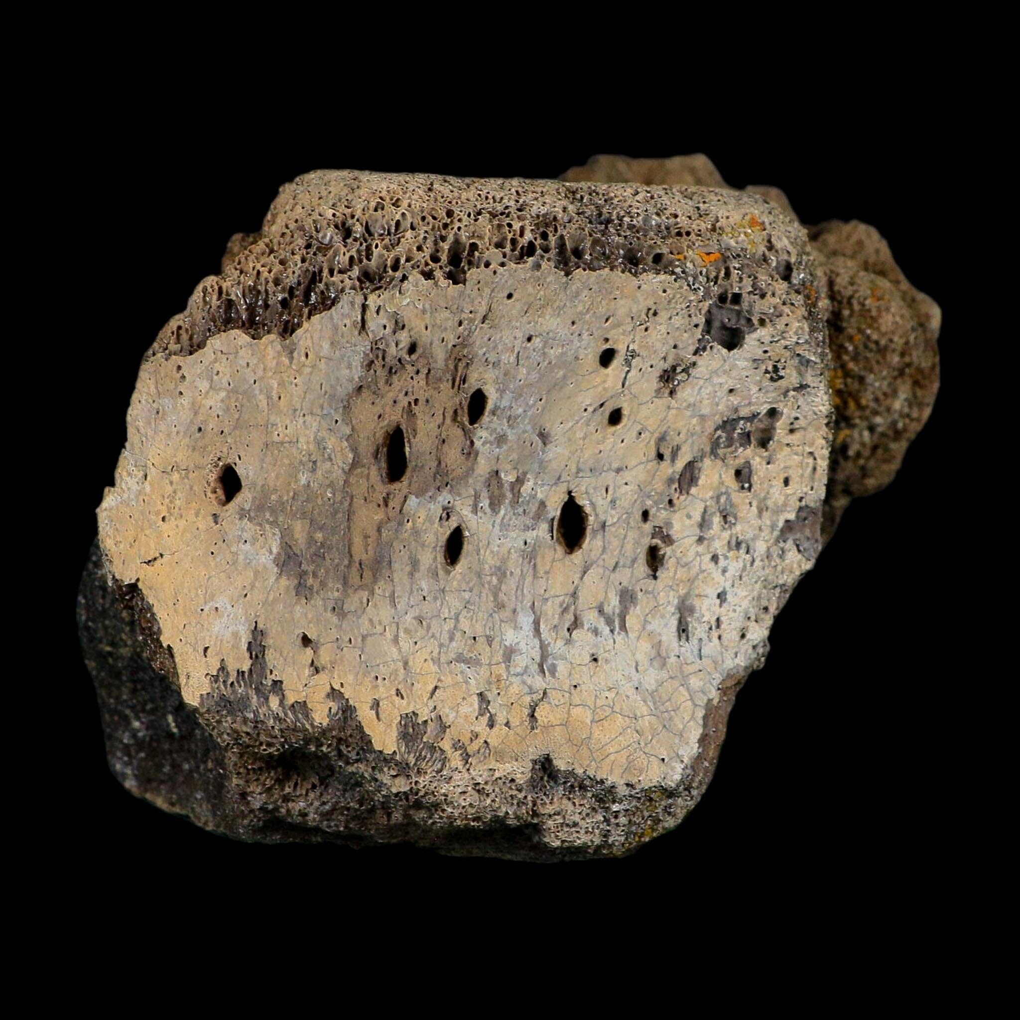 5.7" Hadrosaur Dinosaur Fossil Vertebrae Bone Judith River Formation Montana COA