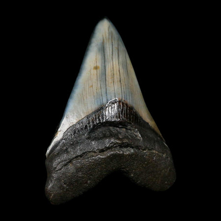 XL 4.2" Quality Megalodon Shark Tooth Fossil Natural Miocene Age COA
