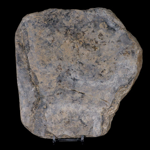 5.4" Grallator Variabilis Dinosaurs Tracks Foot Prints Jurassic Age France COA, Stand - Fossil Age Minerals