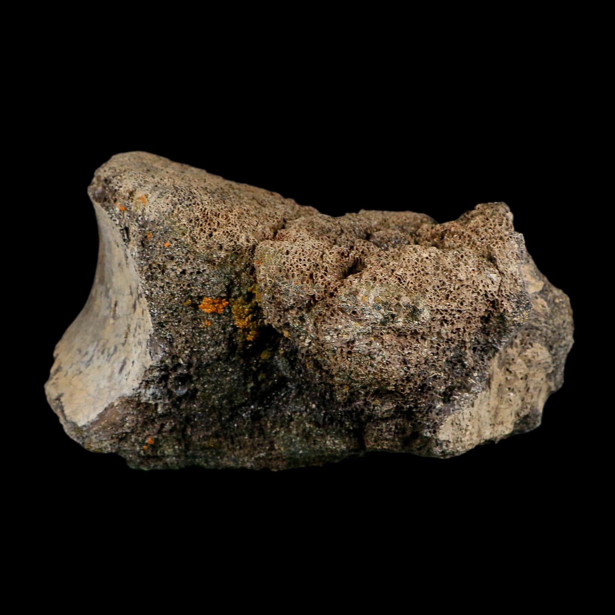 5.7" Hadrosaur Dinosaur Fossil Vertebrae Bone Judith River Formation Montana COA