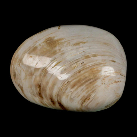 2.7" Clam Fossil Polished Jurassic Madagascar Bivalve Mollusk 150 Million Years Old - Fossil Age Minerals