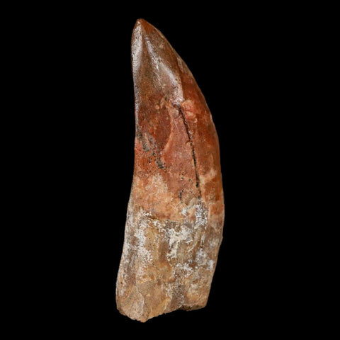 3" Carcharodontosaurus Fossil Tooth Cretaceous Theropod Dinosaur Stand, COA - Fossil Age Minerals