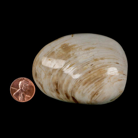 2.7" Clam Fossil Polished Jurassic Madagascar Bivalve Mollusk 150 Million Years Old - Fossil Age Minerals