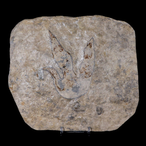 4" Grallator Variabilis Dinosaurs Tracks Foot Prints Jurassic Age France COA, Stand - Fossil Age Minerals