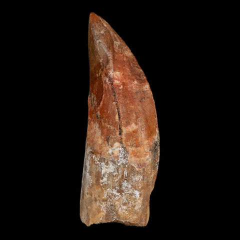 3" Carcharodontosaurus Fossil Tooth Cretaceous Theropod Dinosaur Stand, COA - Fossil Age Minerals