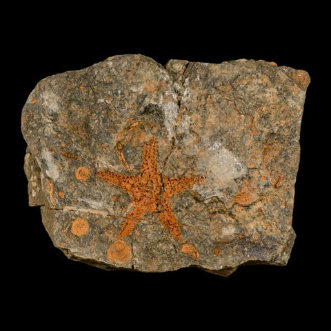 37MM Brittlestar Petraster Starfish Fossil Ordovician Age Blekus Morocco COA - Fossil Age Minerals
