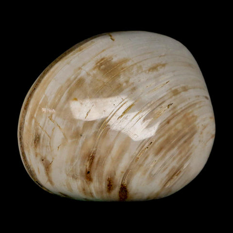2.7" Clam Fossil Polished Jurassic Madagascar Bivalve Mollusk 150 Million Years Old - Fossil Age Minerals