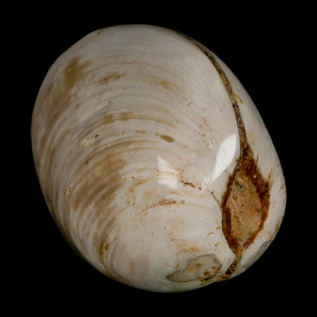 2.7" Clam Fossil Polished Jurassic Madagascar Bivalve Mollusk 150 Million Years Old
