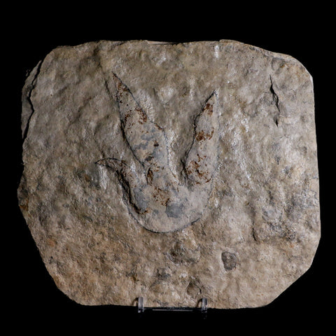 4" Grallator Variabilis Dinosaurs Tracks Foot Prints Jurassic Age France COA, Stand - Fossil Age Minerals