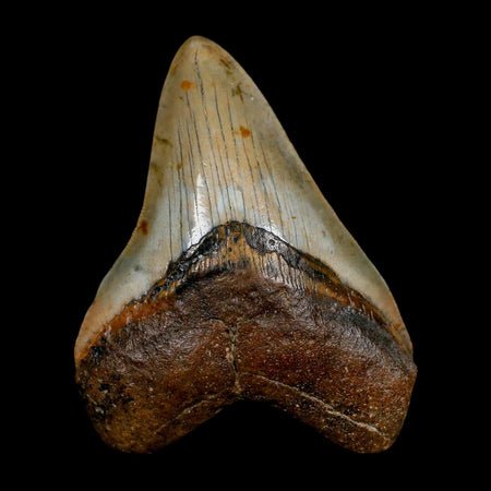 XL 4.2" Quality Megalodon Shark Tooth Serrated Fossil Natural Miocene Age COA