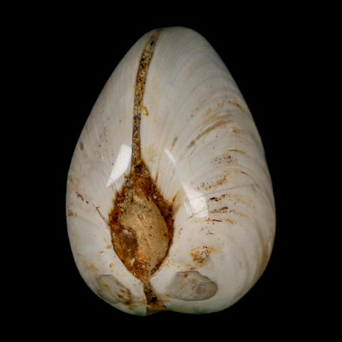 2.7" Clam Fossil Polished Jurassic Madagascar Bivalve Mollusk 150 Million Years Old - Fossil Age Minerals