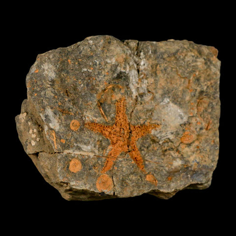 37MM Brittlestar Petraster Starfish Fossil Ordovician Age Blekus Morocco COA - Fossil Age Minerals