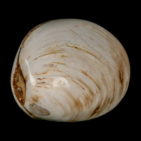 2.7" Clam Fossil Polished Jurassic Madagascar Bivalve Mollusk 150 Million Years Old - Fossil Age Minerals
