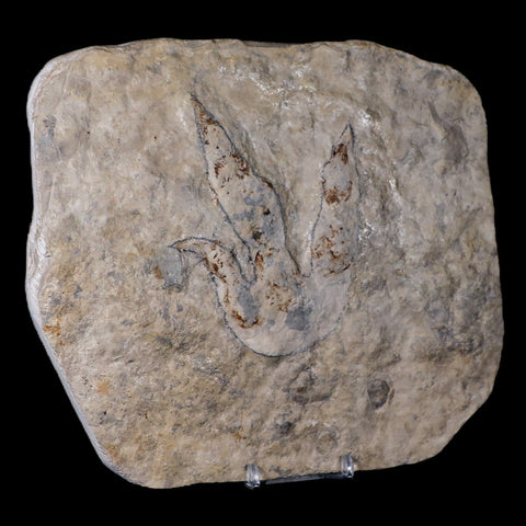 4" Grallator Variabilis Dinosaurs Tracks Foot Prints Jurassic Age France COA, Stand - Fossil Age Minerals
