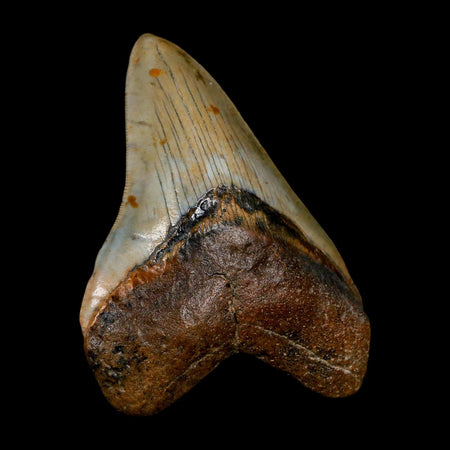 XL 4.2" Quality Megalodon Shark Tooth Serrated Fossil Natural Miocene Age COA