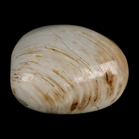2.7" Clam Fossil Polished Jurassic Madagascar Bivalve Mollusk 150 Million Years Old - Fossil Age Minerals