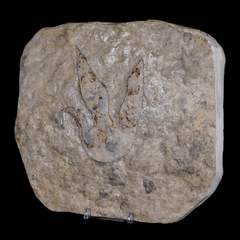 4" Grallator Variabilis Dinosaurs Tracks Foot Prints Jurassic Age France COA, Stand - Fossil Age Minerals