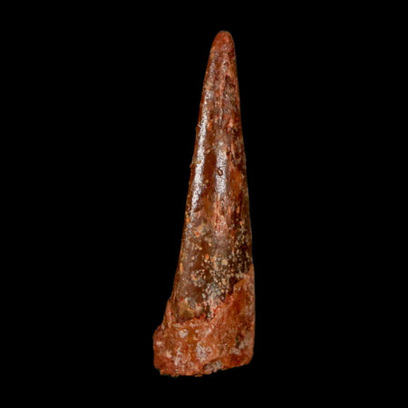 1.1" Pterosaur Coloborhynchus Fossil Tooth Upper Cretaceous Morocco COA & Display