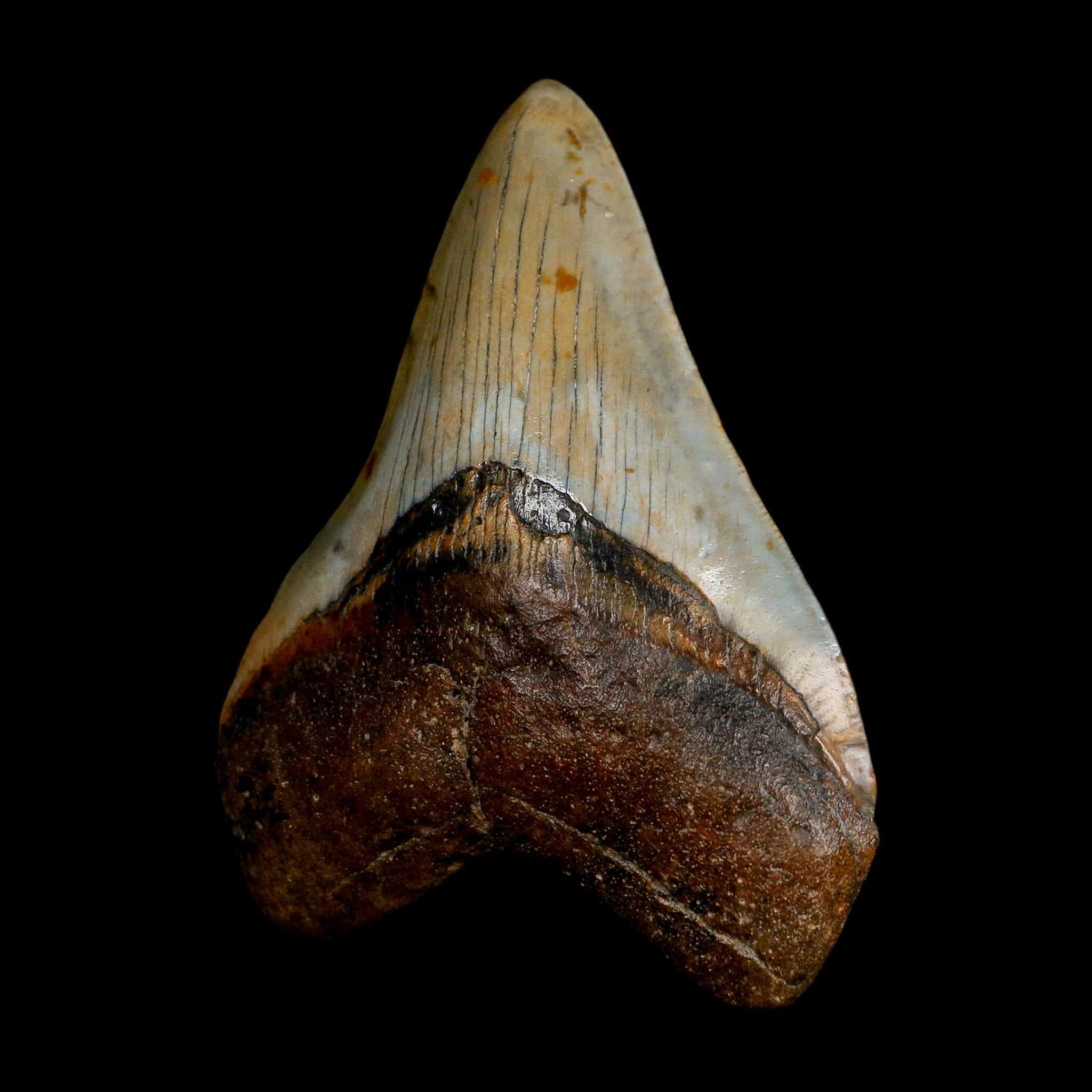 XL 4.2" Quality Megalodon Shark Tooth Serrated Fossil Natural Miocene Age COA - Fossil Age Minerals