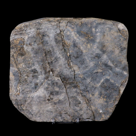 4" Grallator Variabilis Dinosaurs Tracks Foot Prints Jurassic Age France COA, Stand - Fossil Age Minerals