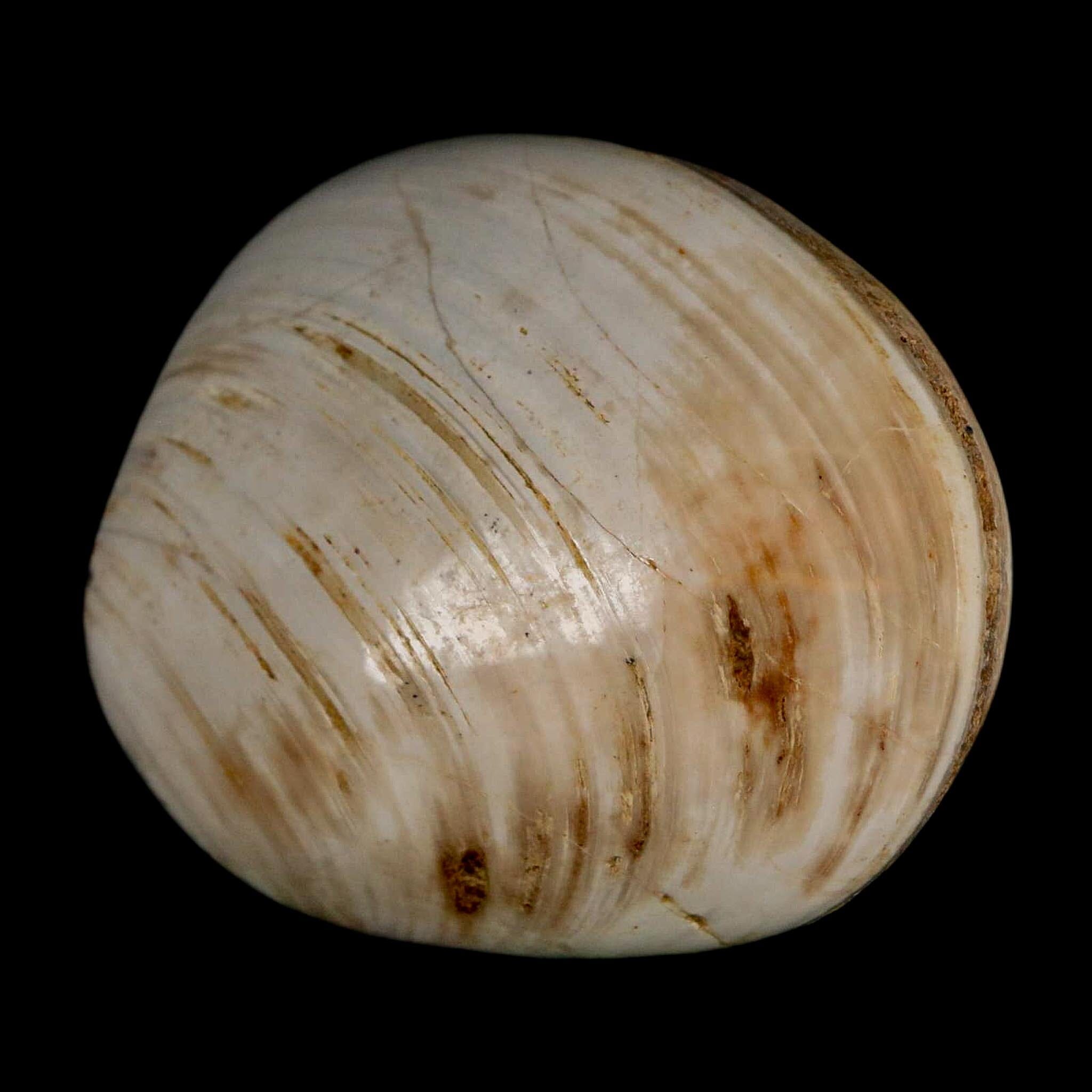 2.7" Clam Fossil Polished Jurassic Madagascar Bivalve Mollusk 150 Million Years Old - Fossil Age Minerals