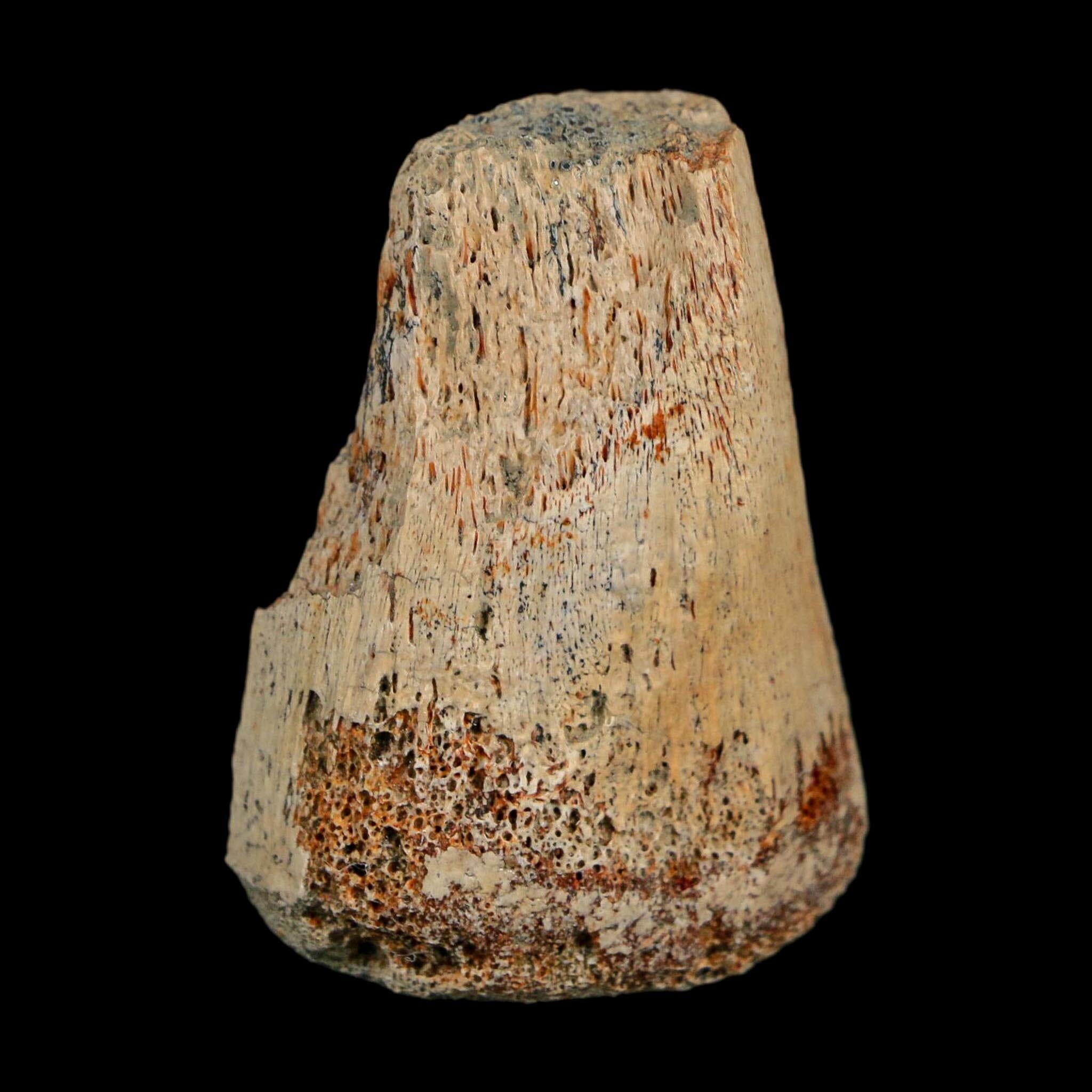 1.6" Corythosaurus Fossil Finger Bone Judith River FM Cretaceous Dinosaur MT