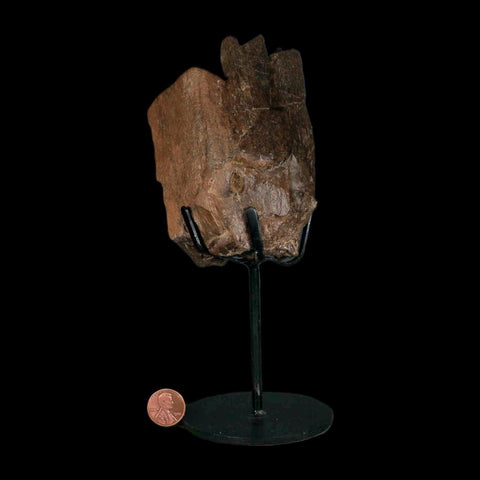 4.2" Triceratops Fossil Limb Bone Hell Creek FM Cretaceous Dinosaur MT COA Stand