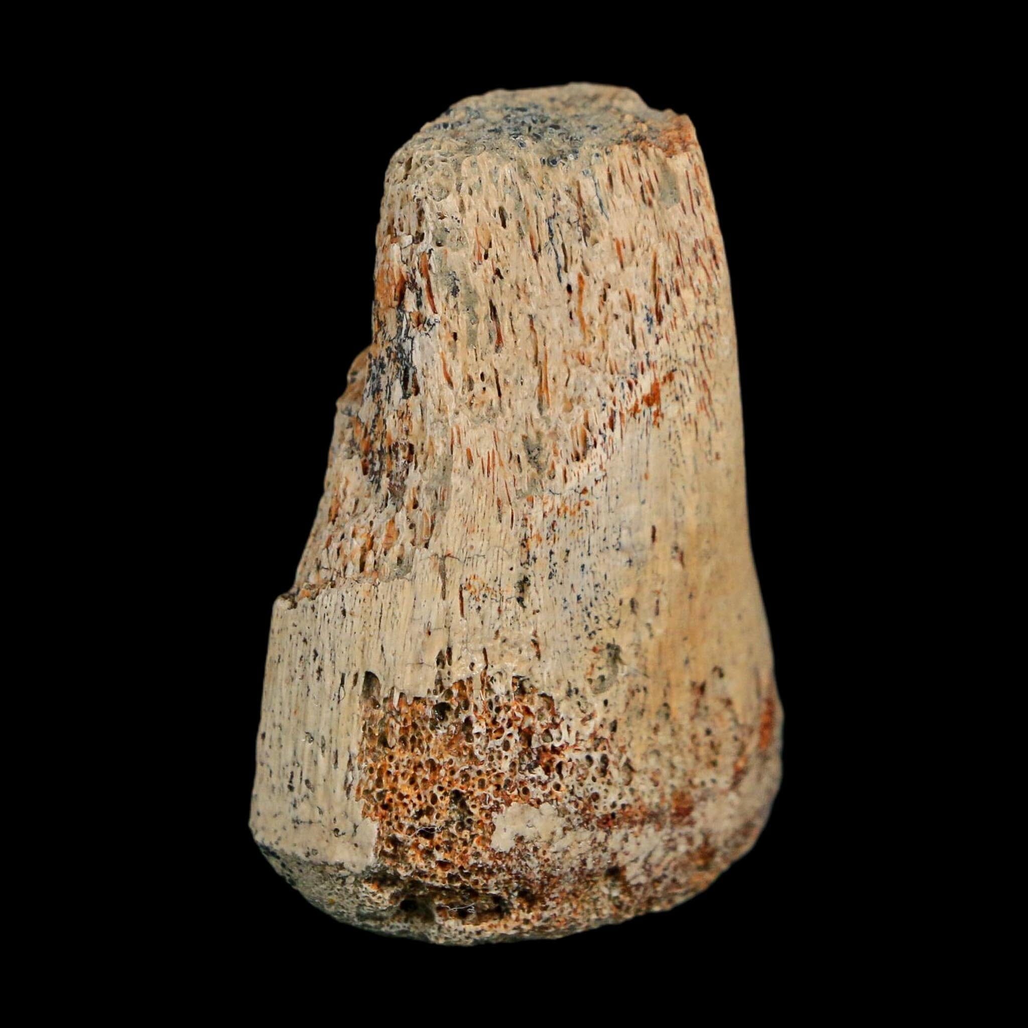 1.6" Corythosaurus Fossil Finger Bone Judith River FM Cretaceous Dinosaur MT