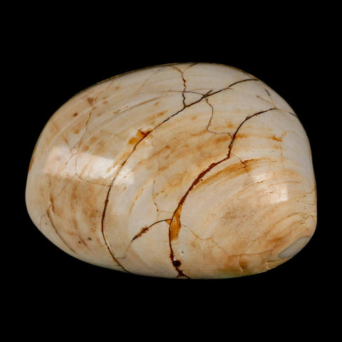 2.9" Clam Fossil Polished Jurassic Madagascar Bivalve Mollusk 150 Million Years Old - Fossil Age Minerals