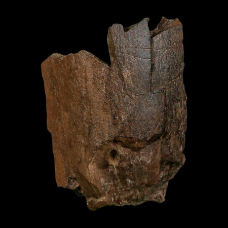 4.2" Triceratops Fossil Limb Bone Hell Creek FM Cretaceous Dinosaur MT COA Stand