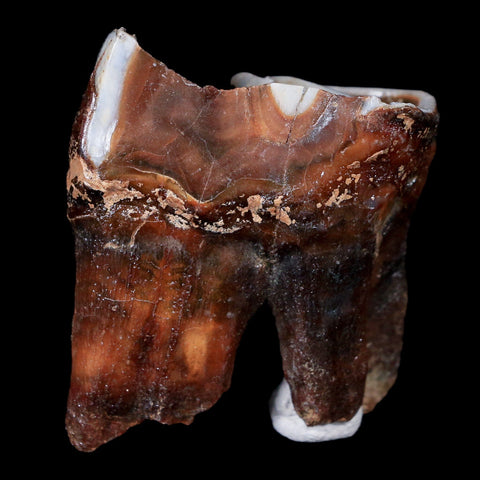 1.8" Woolly Rhinoceros Fossil Rooted Tooth Pleistocene Age Megafauna Russia COA - Fossil Age Minerals