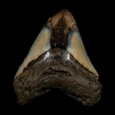 XL 3.7" Quality Megalodon Shark Tooth Fossil Natural Miocene Age COA