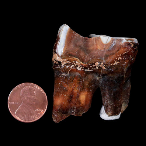 1.8" Woolly Rhinoceros Fossil Rooted Tooth Pleistocene Age Megafauna Russia COA - Fossil Age Minerals