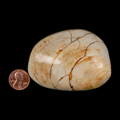 2.9" Clam Fossil Polished Jurassic Madagascar Bivalve Mollusk 150 Million Years Old - Fossil Age Minerals